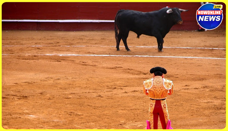 Why Do Bulls Charge at the Muleta
